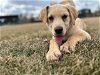 adoptable Dog in minneapolis, MN named Tess
