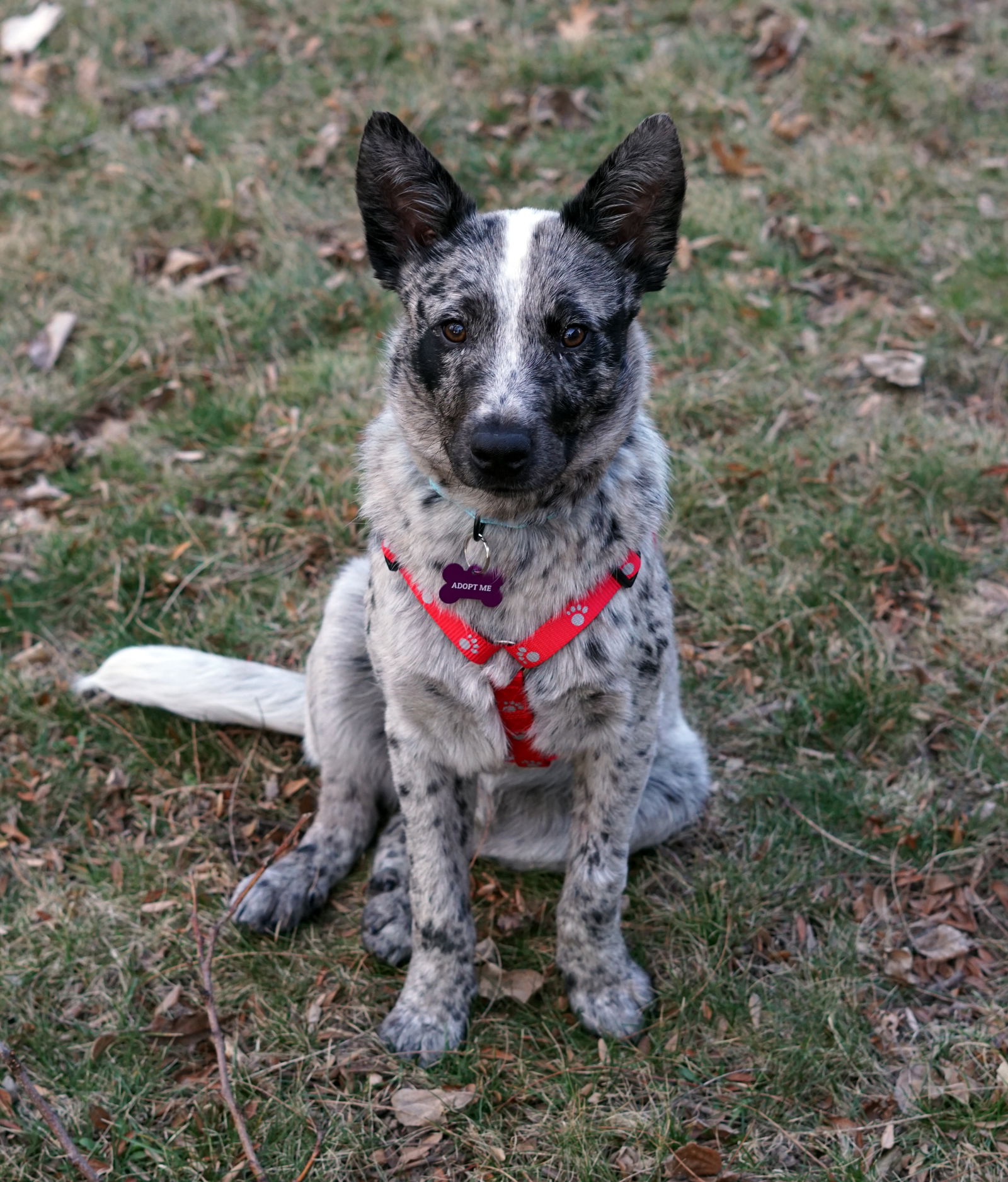 Dog for Adoption - Dooley, a Australian Cattle Dog/Blue Heeler in ...