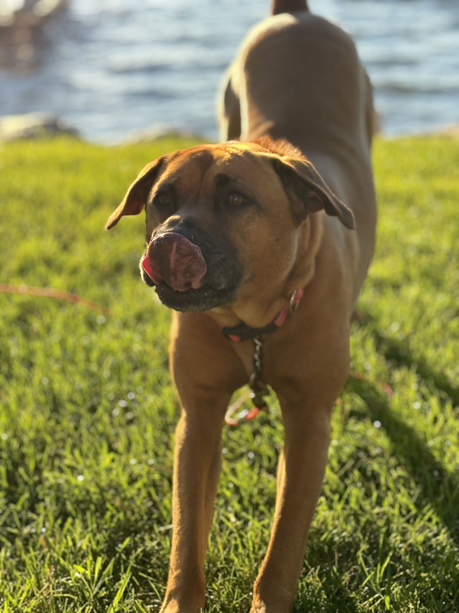 adoptable Dog in Minneapolis, MN named Koko