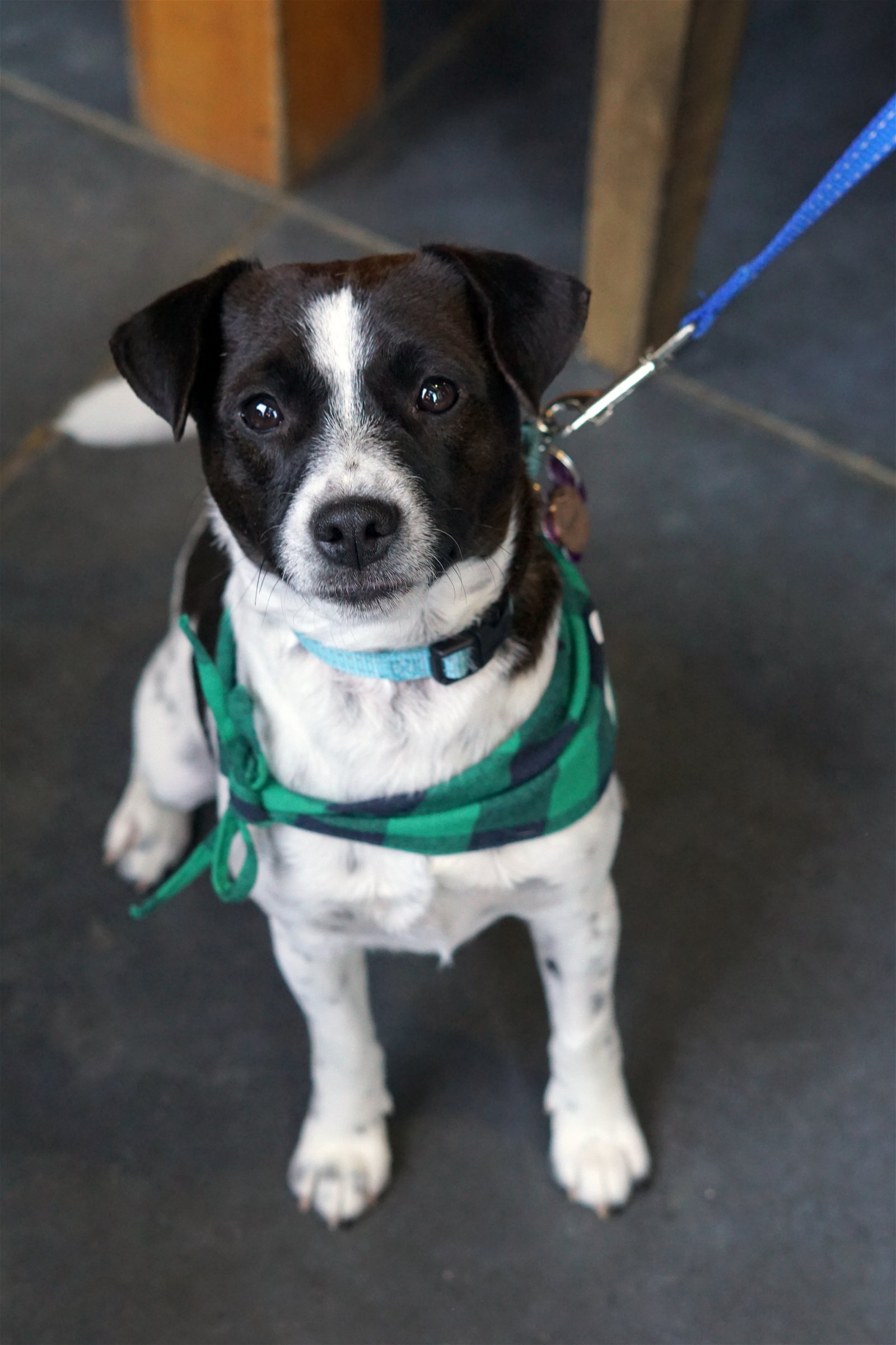 adoptable Dog in Minneapolis, MN named Kaput