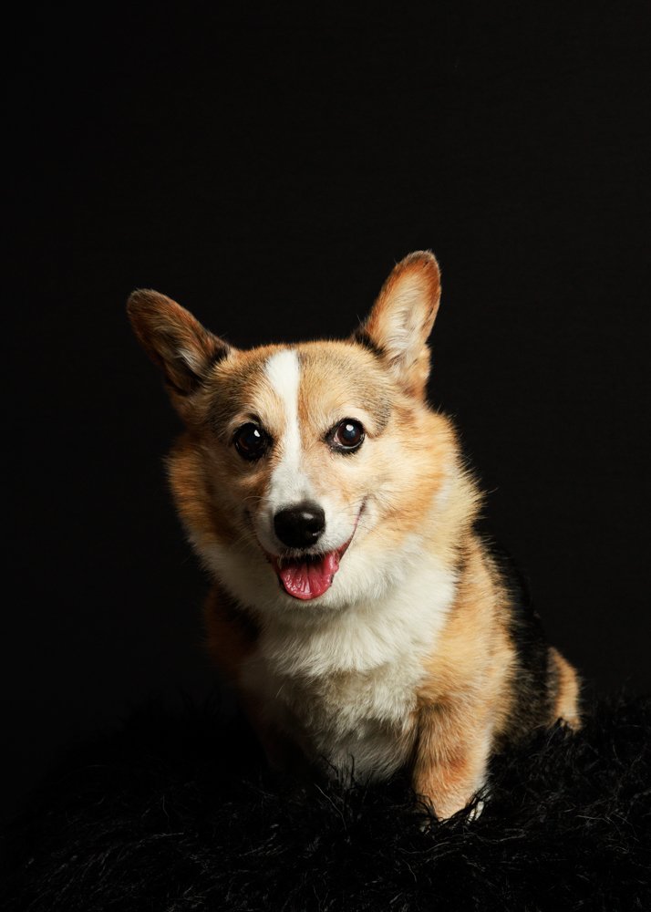 adoptable Dog in Minneapolis, MN named Carmen