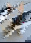 Herman