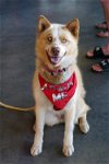 adoptable Dog in minneapolis, MN named Bridgette