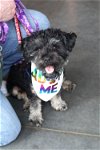 adoptable Dog in minneapolis, MN named Davey