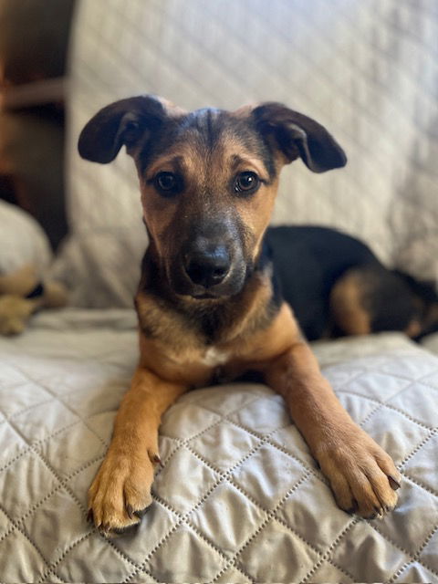 adoptable Dog in Minneapolis, MN named Goose