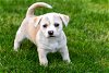 adoptable Dog in minneapolis, MN named Rascal