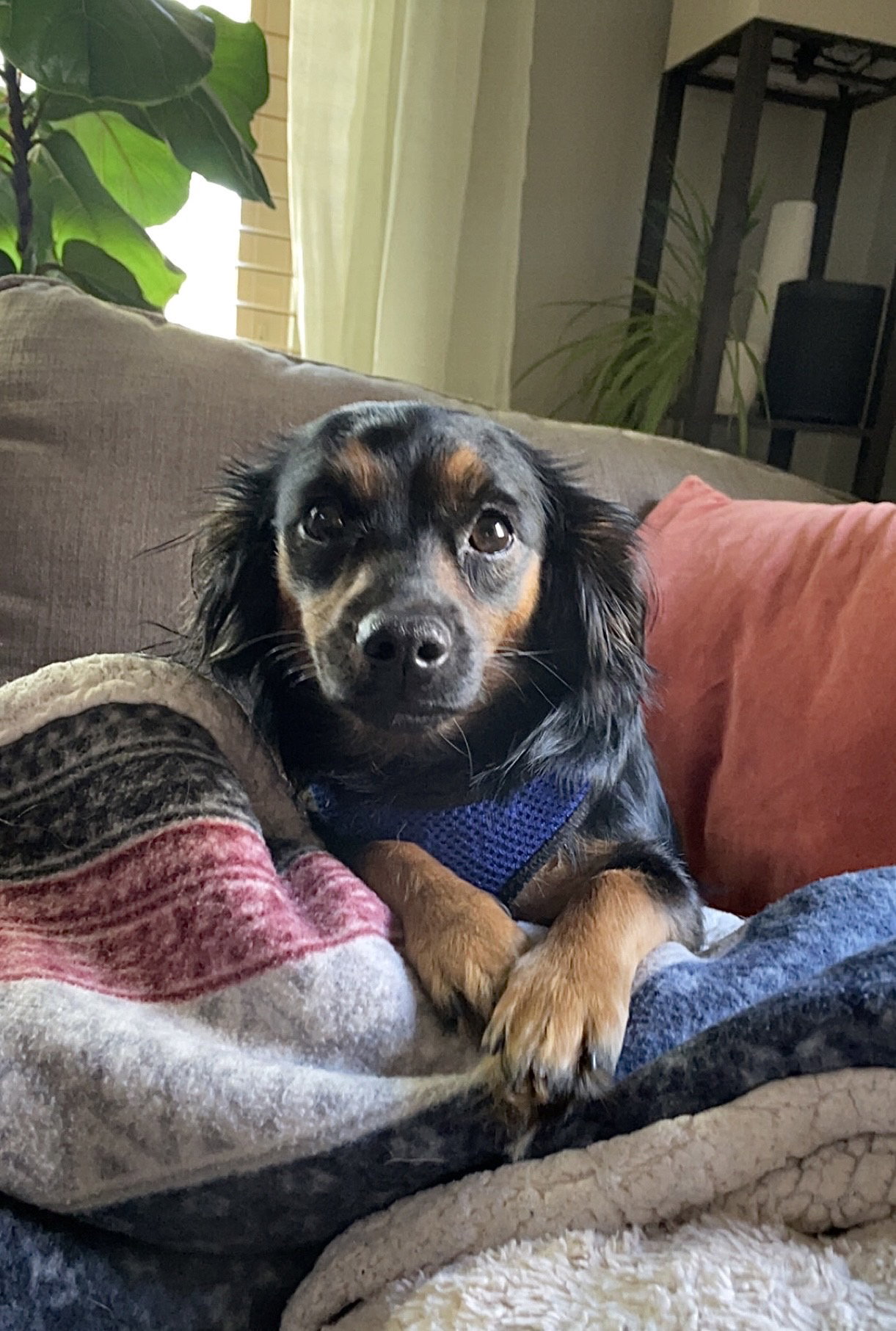 Dog for Adoption - Arrow, a Dachshund in Le Center, MN | Alpha Paw