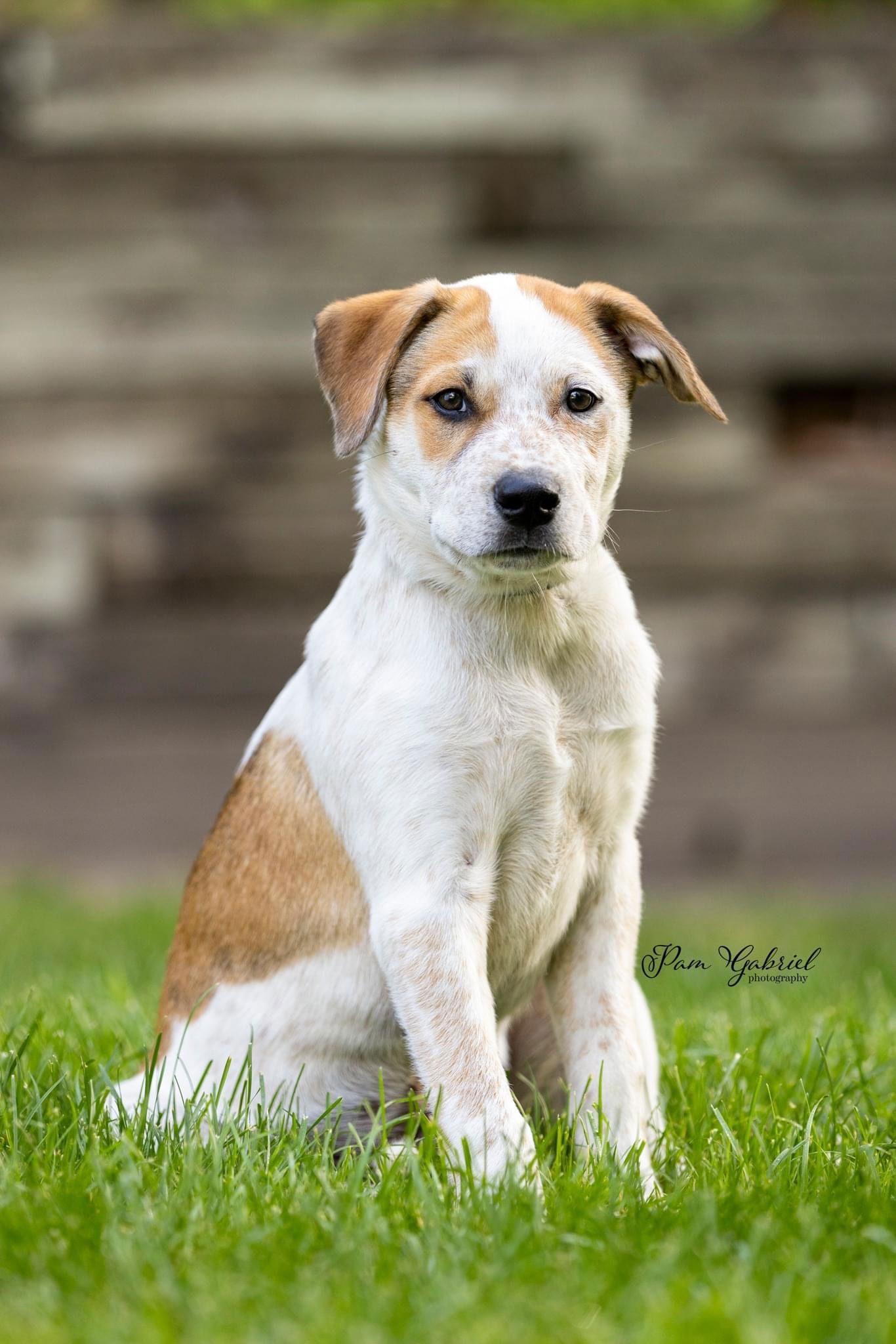 adoptable Dog in Minneapolis, MN named Rolls-Royce