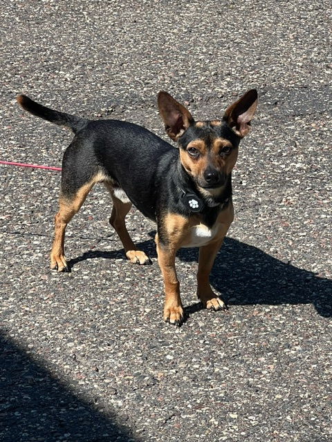 adoptable Dog in Minneapolis, MN named Calvin