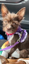 adoptable Dog in , MN named Mahira