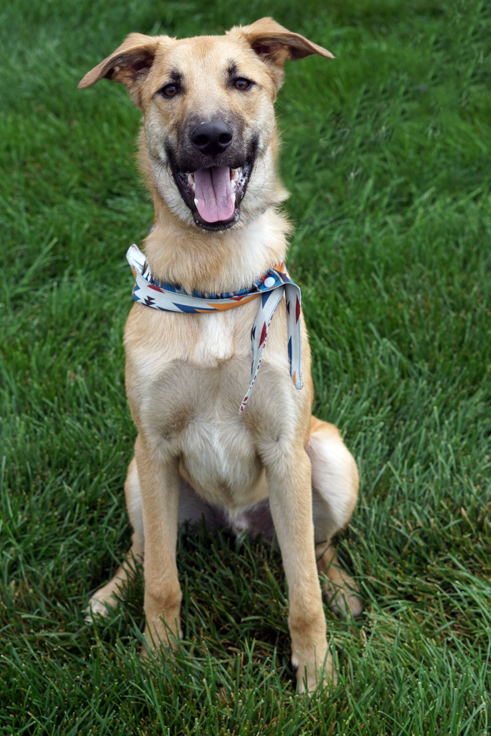 adoptable Dog in Minneapolis, MN named Katan