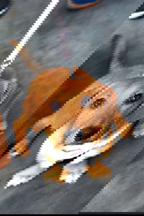 Tango