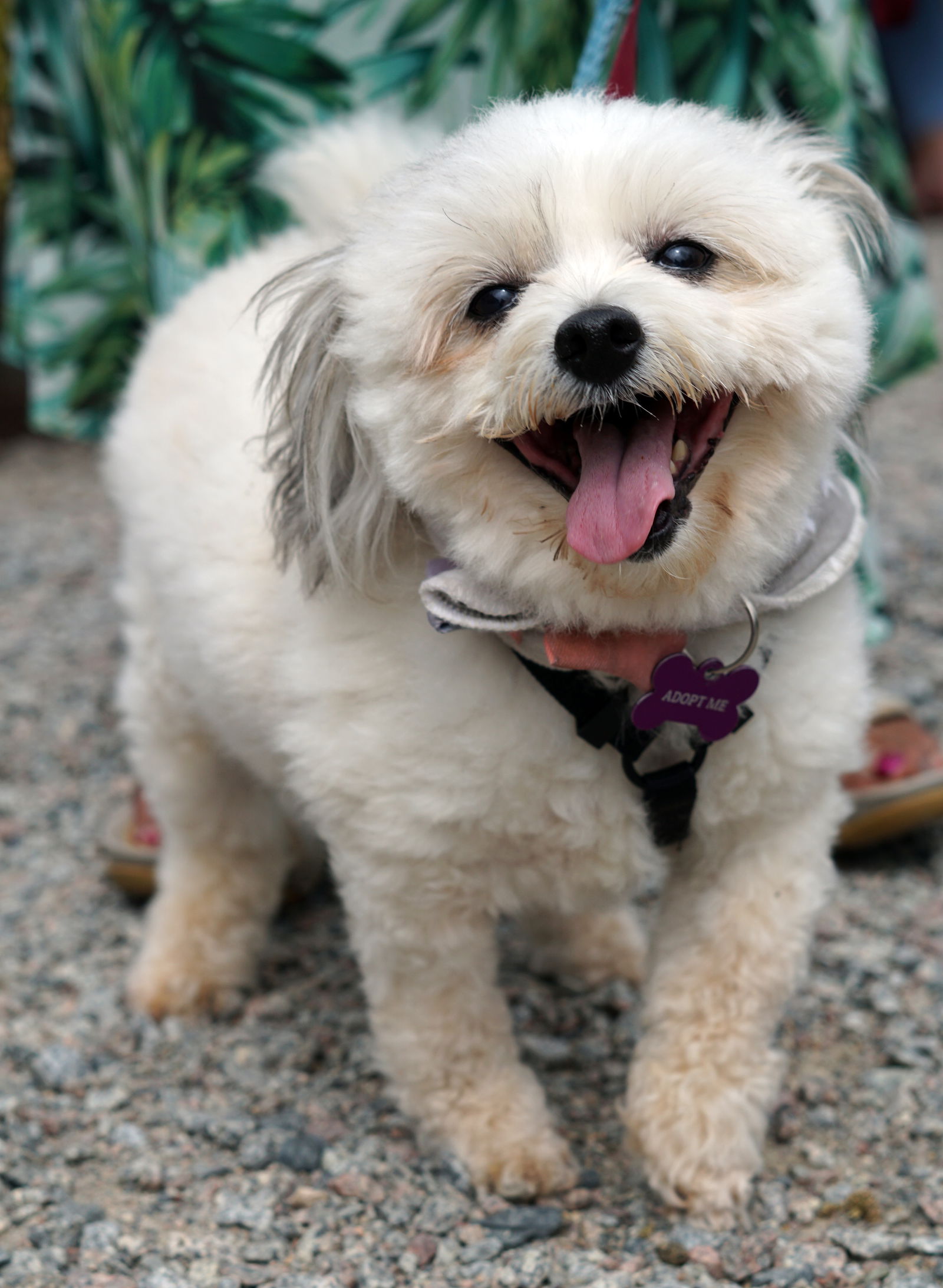 adoptable Dog in Minneapolis, MN named Matilda