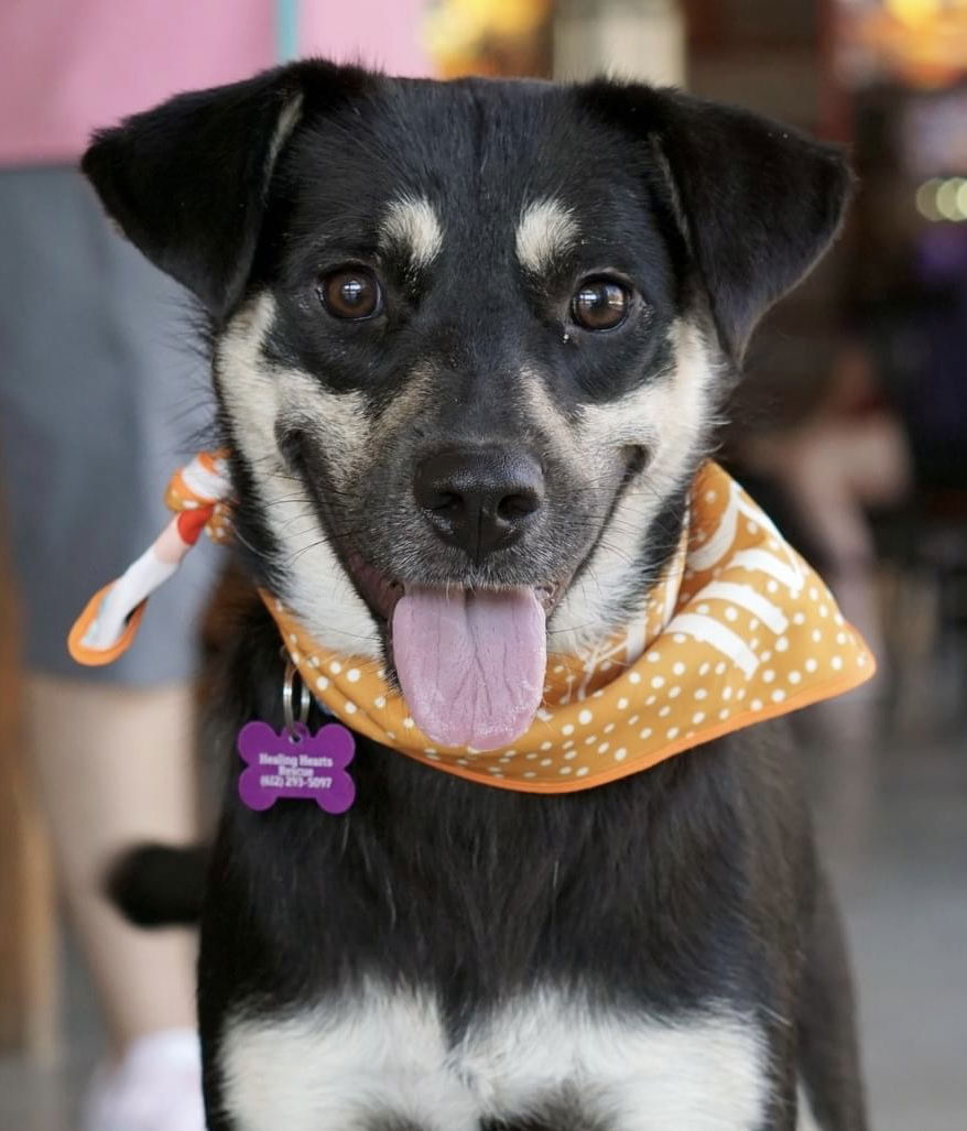 adoptable Dog in Minneapolis, MN named Bumble