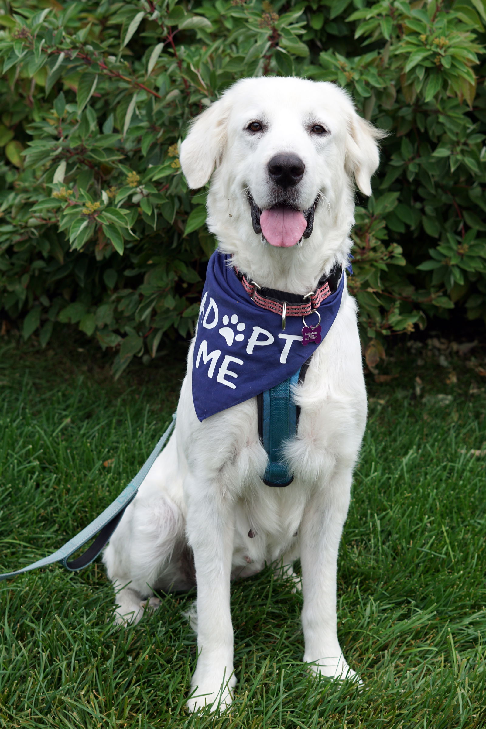 adoptable Dog in Minneapolis, MN named Triscuit