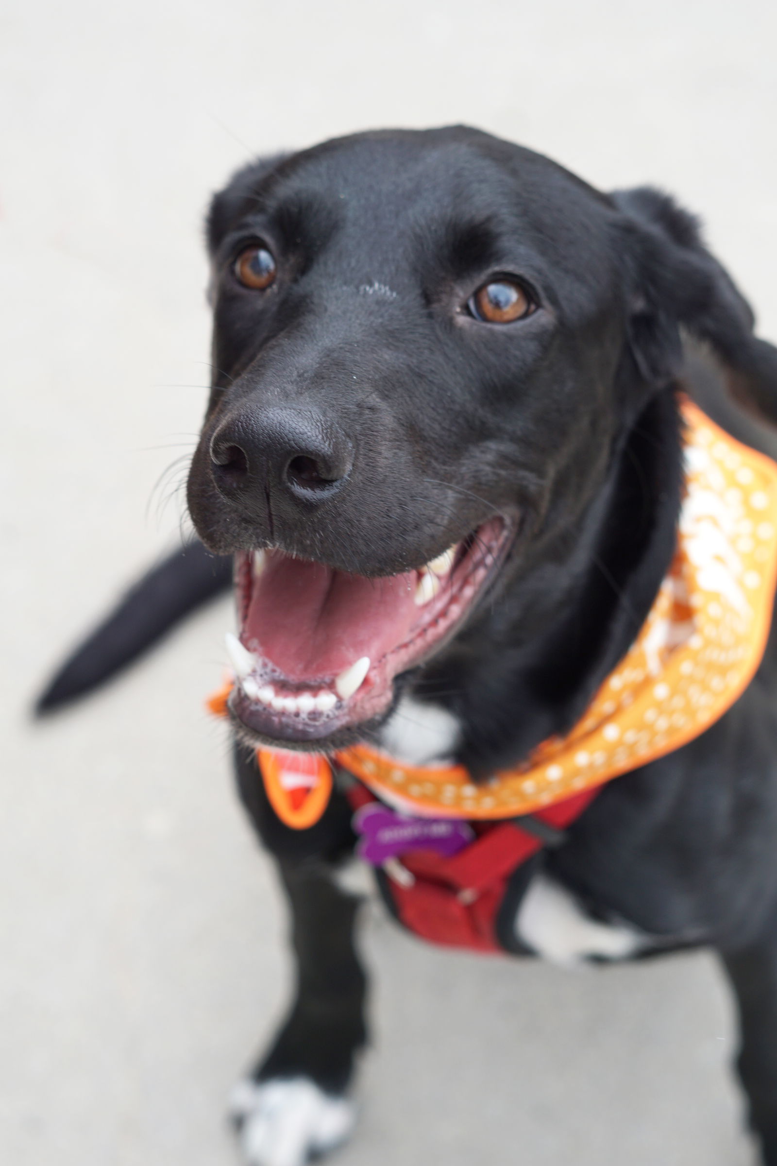 adoptable Dog in Minneapolis, MN named Selene