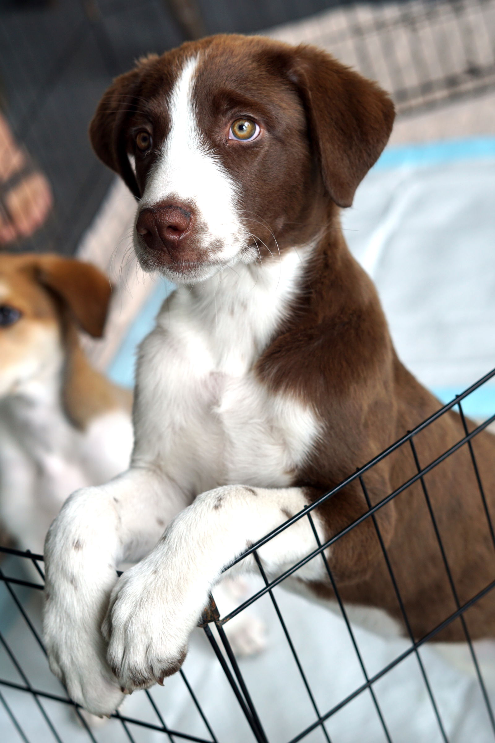 adoptable Dog in Minneapolis, MN named Lida