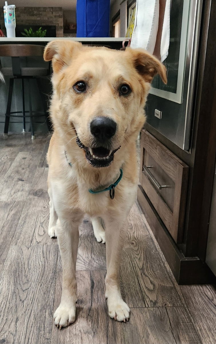 adoptable Dog in Minneapolis, MN named Lance