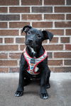 adoptable Dog in , MN named Louise