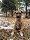 adoptable Dog in , MN named Specter