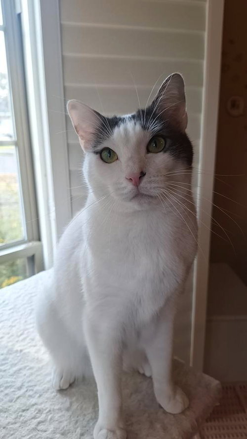GENESIS - Domestic Short Hair available for adoption