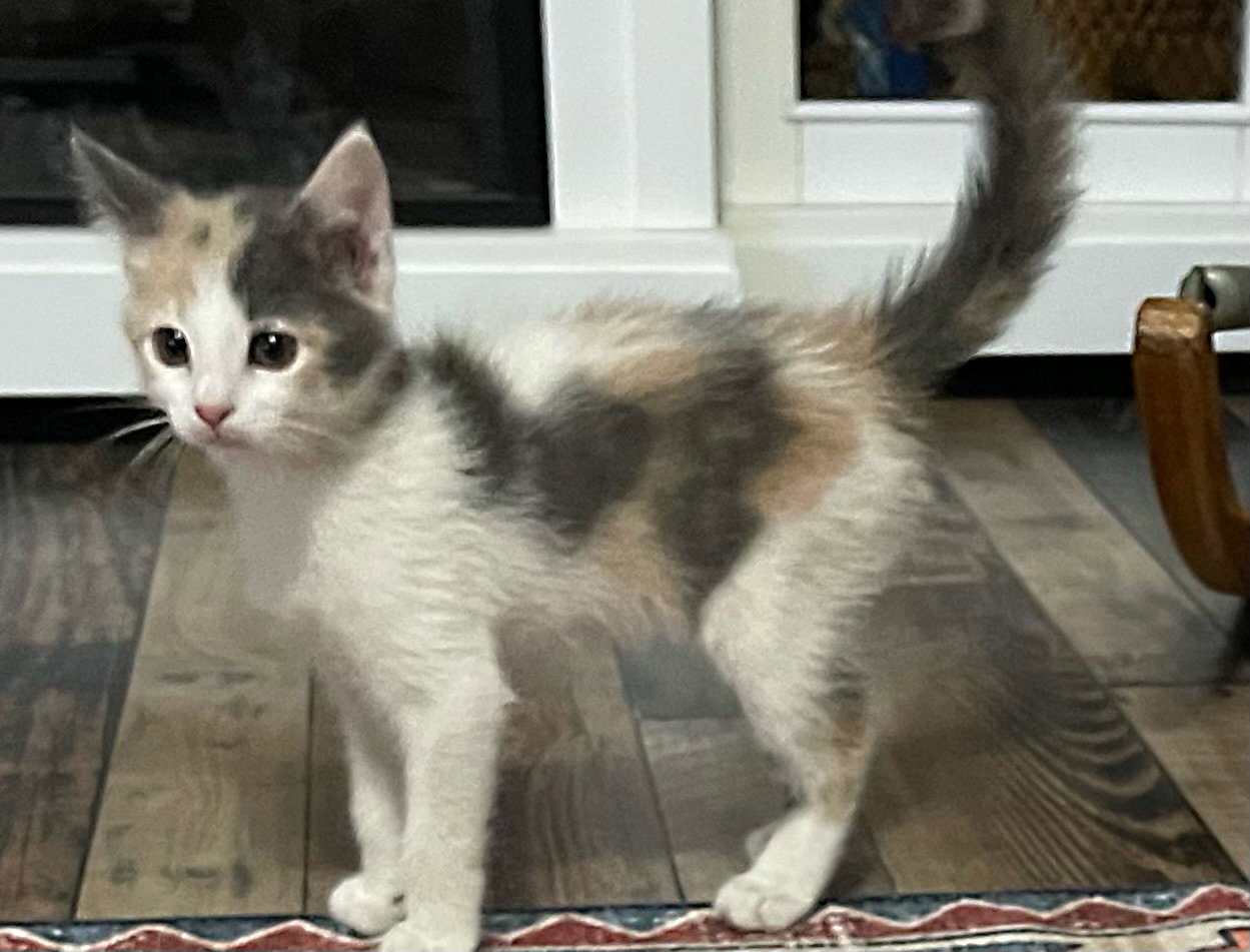 Cats for Adoption in Pensacola, Florida Alpha Paw