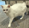 Lilly - Photo 2