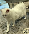 Lilly - Photo 4