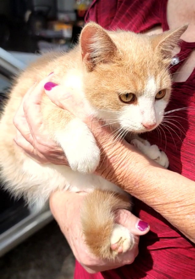 Cats for Adoption in Helena, Mississippi Alpha Paw