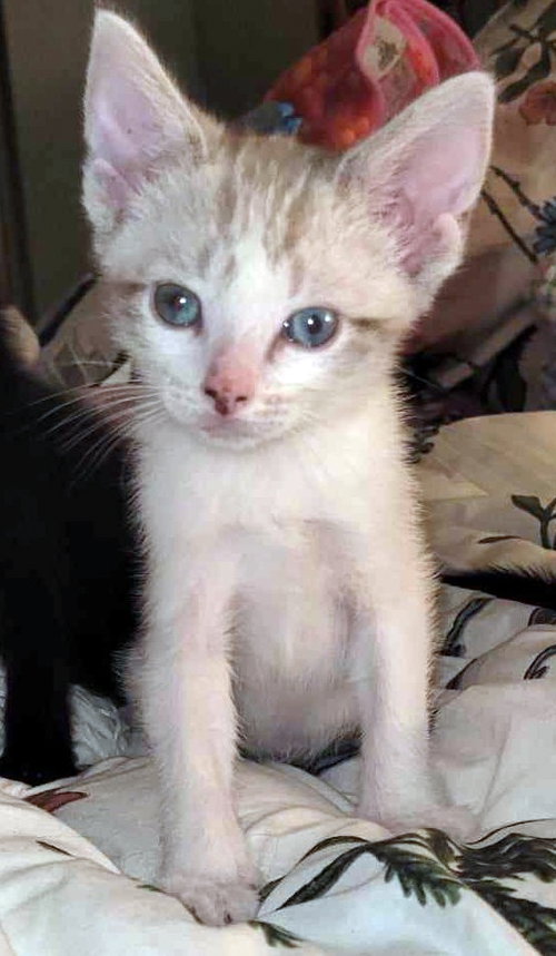 Beans, an adoptable Domestic Short Hair in Magnolia Springs, AL
