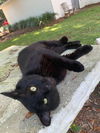 adoptable Cat in magnolia springs, AL named Lancelot