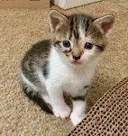 adoptable Cat in Magnolia Springs, AL named Jem