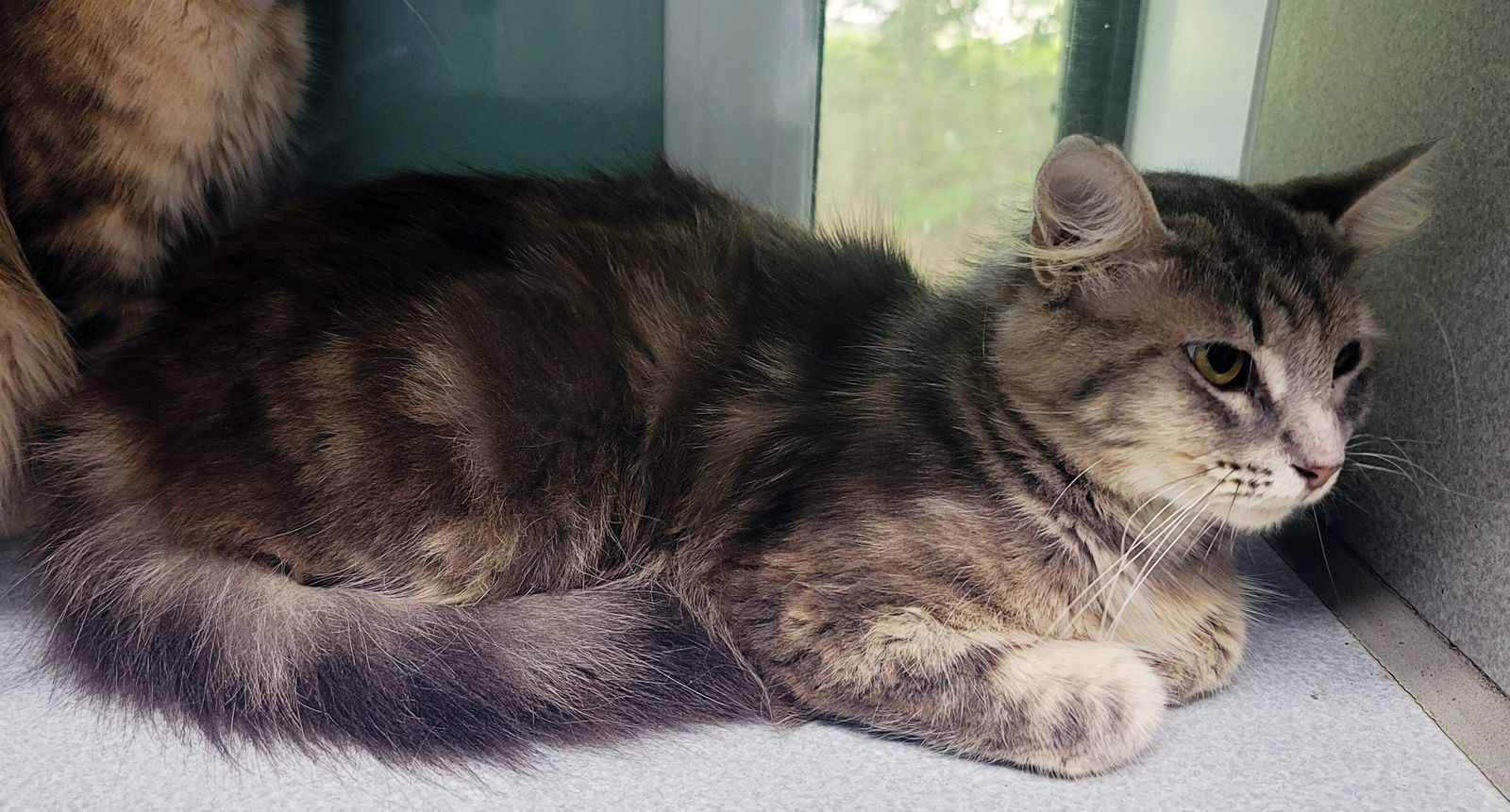 adoptable Cat in Magnolia Springs, AL named Vienna