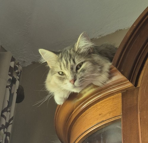 picture of the cat needing adoption