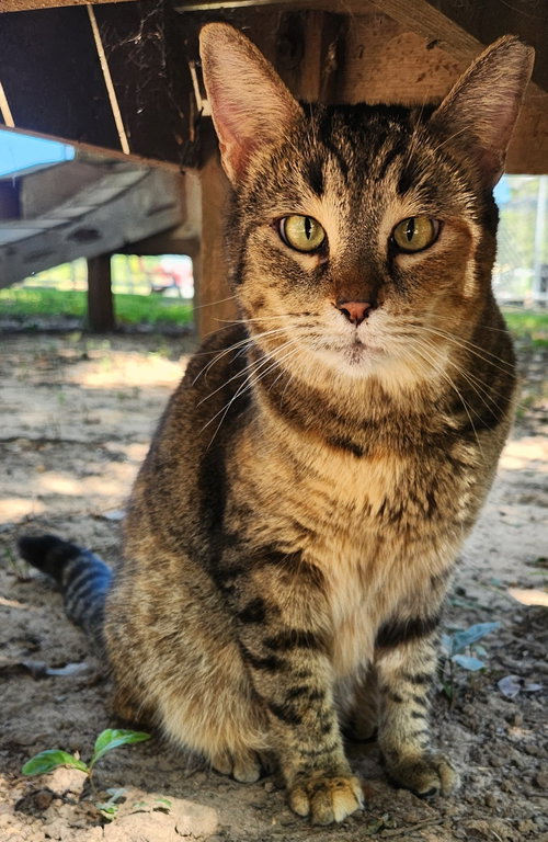 picture of the cat needing adoption