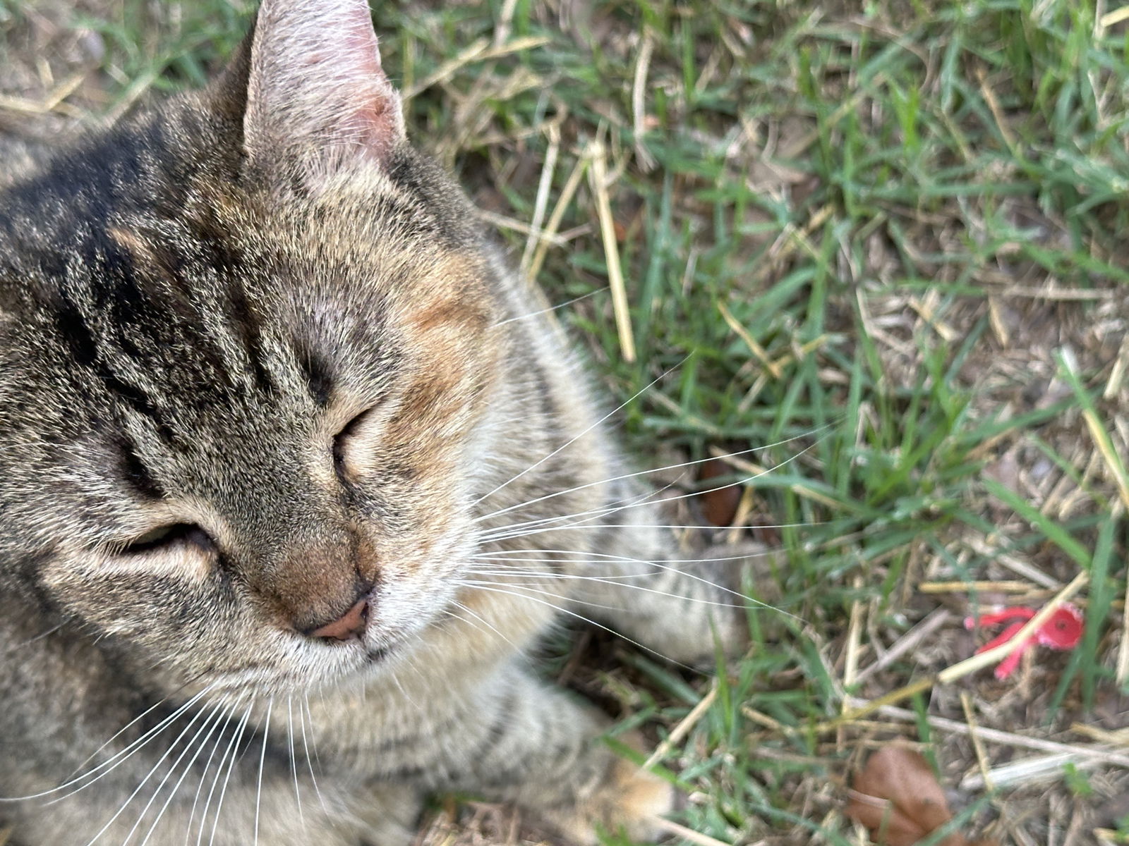 adoptable Cat in Magnolia Springs, AL named Ziggy