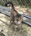 adoptable Cat in  named Ziggy