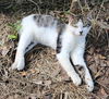 adoptable Cat in  named Rambler