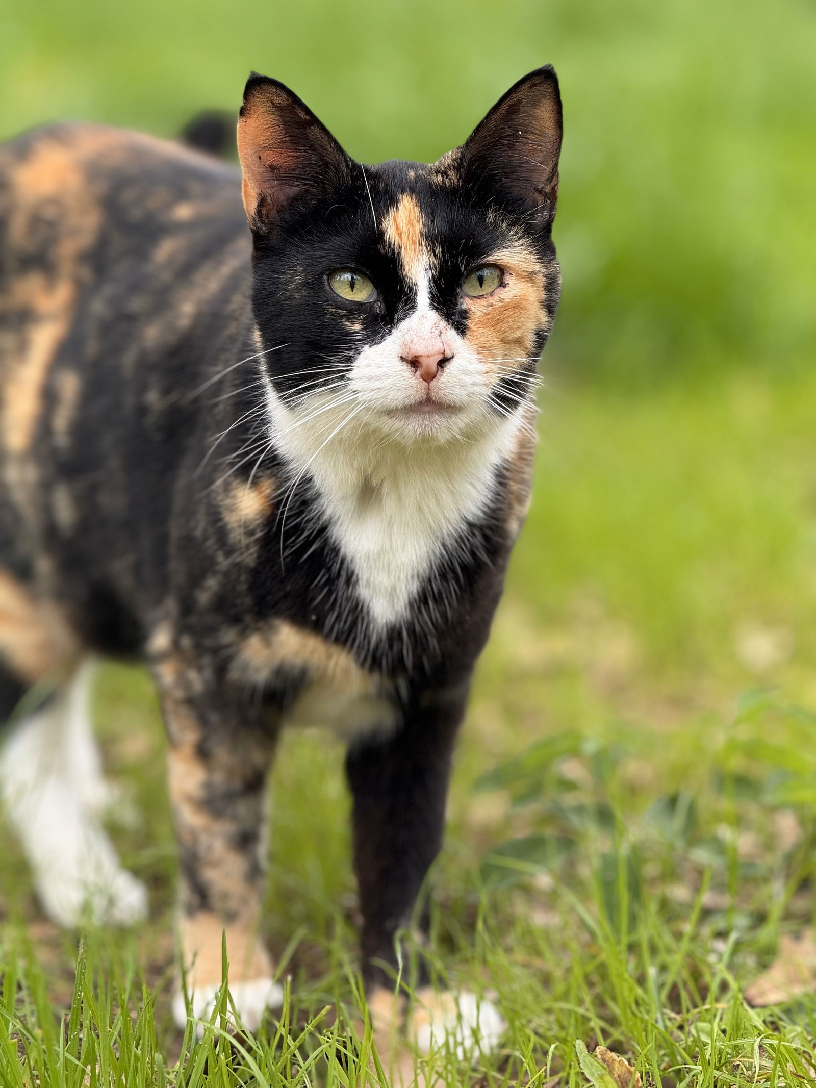 adoptable Cat in Magnolia Springs, AL named Kiri