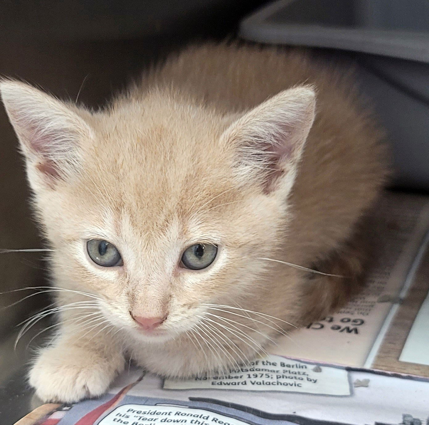 adoptable Cat in Magnolia Springs, AL named Cheddar-Bob