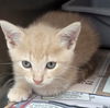 adoptable Cat in , AL named Cheddar-Bob