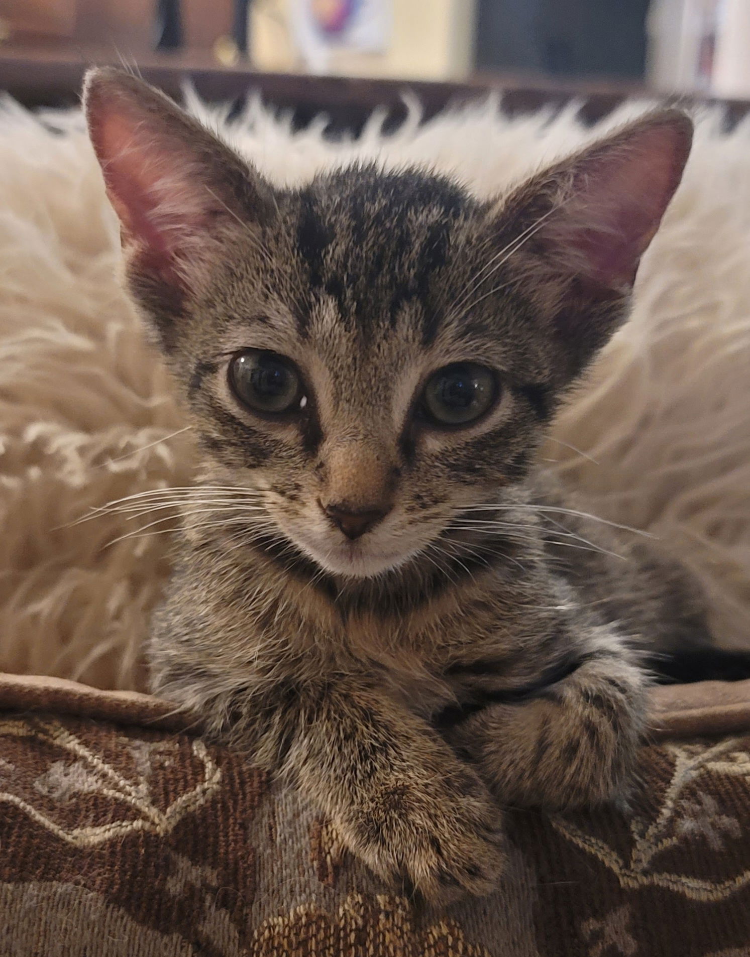 adoptable Cat in Magnolia Springs, AL named Smithie