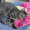 Calista - Photo 6