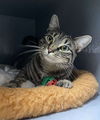 adoptable Cat in , AL named Calista