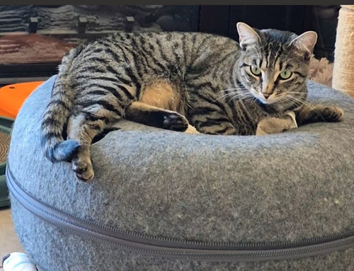picture of the cat needing adoption