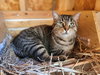 Stub Tail - Photo 4
