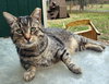 Stub Tail - Photo 2