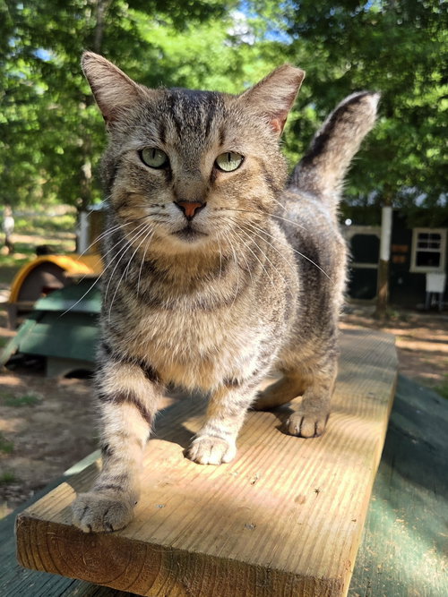 STUB TAIL - Domestic Short Hair / Tabby available for adoption