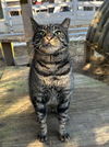adoptable Cat in  named Bentley