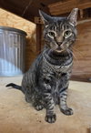 Bentley - Photo 1